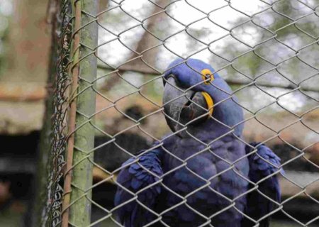 Mato Grosso do Sul passa a ter dia de Combate ao Tráfico de Animais Silvestres em setembro