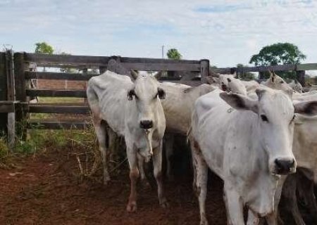 Fazendeiro é preso com 34 cabeças de gado furtadas e remarcadas