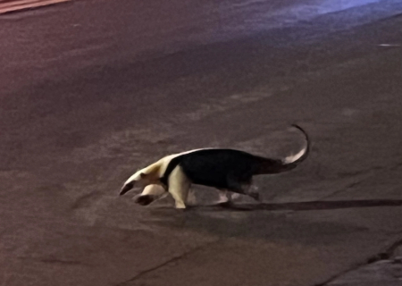 Tamanduá-mirim é flagrado passeando na avenida em Fátima Do Sul