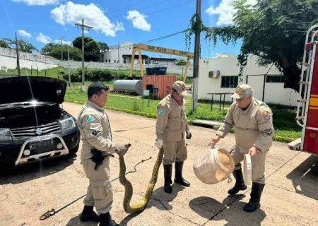 Bombeiros capturam sucuri de 3 metros dentro de veículo