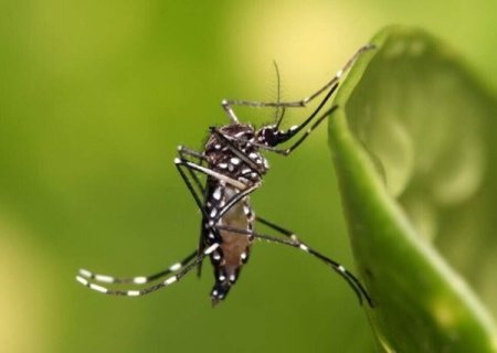 MS bate 16 mil casos confirmados de dengue em 2024