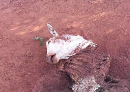 Novilhas de R$ 45 mil são carneadas e ladrão só leva parte nobre