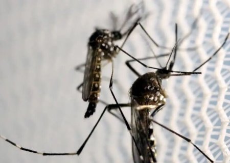 Número de mortos pela dengue sobe para 32 em Mato Grosso do Sul