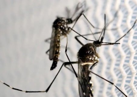 Mato Grosso do Sul registra 25 casos confirmados de dengue