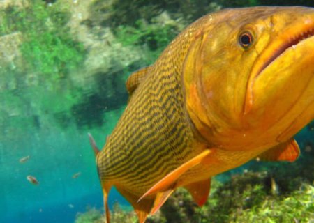 Até 2027: Projeto de Lei quer prorrogar proibição da pesca do Dourado em MS