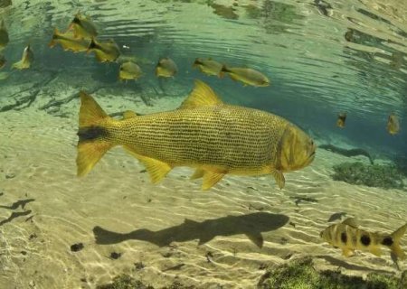 Enquanto nova lei não sai, deputado pede prorrogação da pesca do dourado