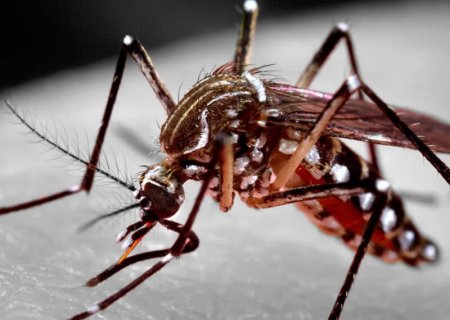 Dengue em MS: sobe para 804 casos confirmados da doença este ano