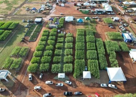 MS tem produção recorde de 4,2 bilhões de litros de etanol na safra 2024/2025