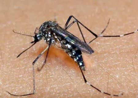 Dengue já matou 9 pessoas em MS nos quatro primeiros meses de 2025