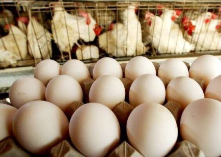 Mato Grosso do Sul exportou mais de 1 bilhão de ovos e a tendência é aumentar