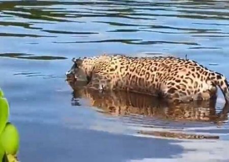 Corpo de onça-pintada é encontrado boiando no Rio Paraguai